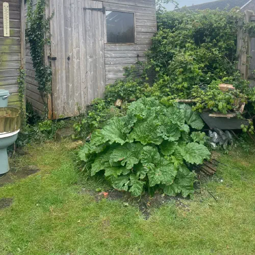 Shed and Garden Clearance, Polegate